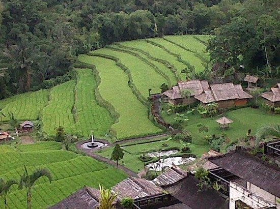 Pacung Rice terrace