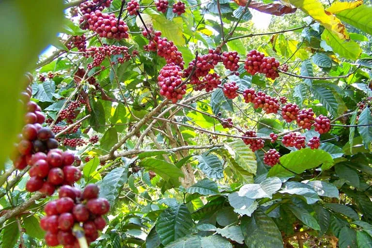 Coffee Plantation
